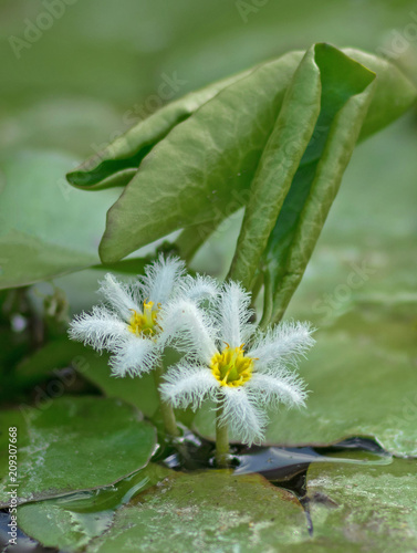 Nymphoides indica. A popular water lily for a water garden and an aquarium is a white snowflake in the water. photo