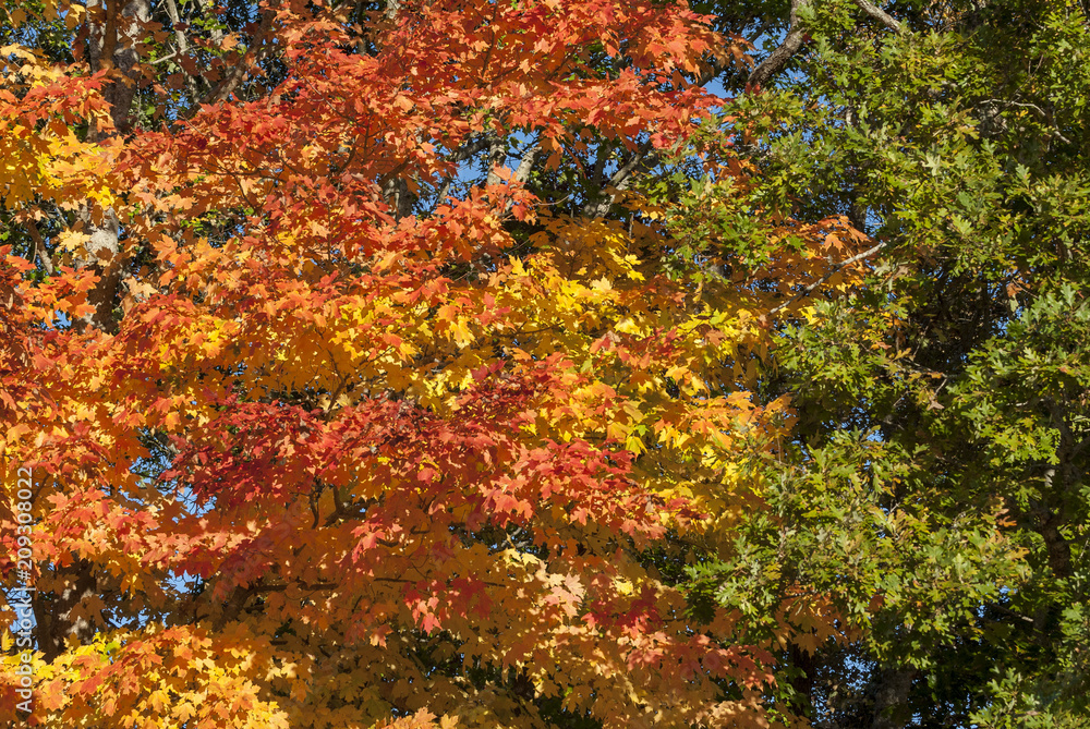 Autumn fall foliage green yellow orange Autumn fall foliage green yellow orange