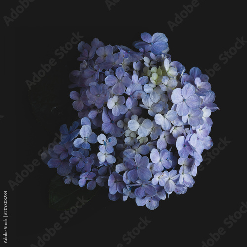 hydrangea Flower Purple In black background