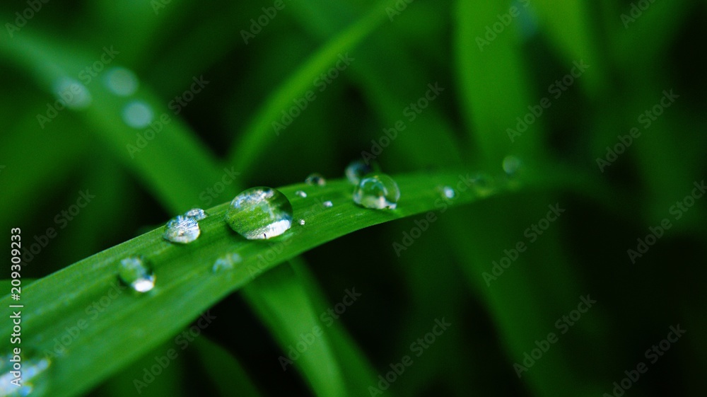 Droplets on green grass in macro view Droplets on green grass in macro view