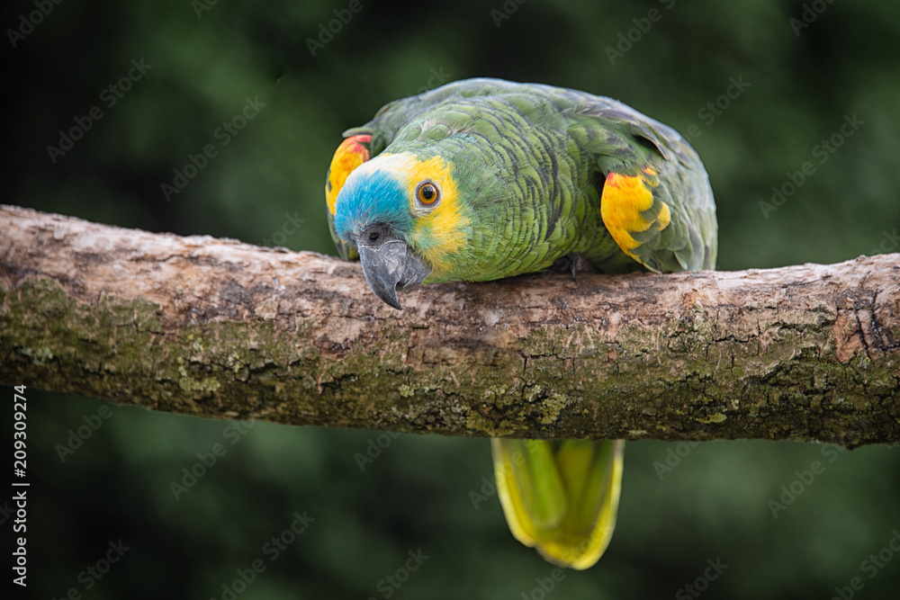 Obraz premium A close up of a blue-fronted amazon parrot on a branch looking forward and crouching down with an inquisitive stare