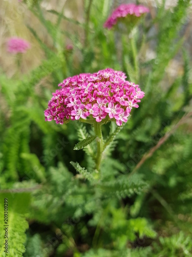 Achillée en fleur