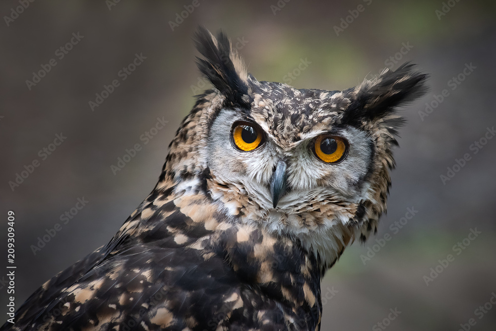 Naklejka premium A very close up portrait of the head of a mackinder eagle owl staring intensely forward towards the camera with large orange eyes