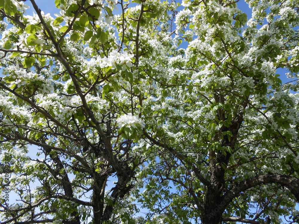 Fototapeta premium the white flowers pear bloom in garden summer