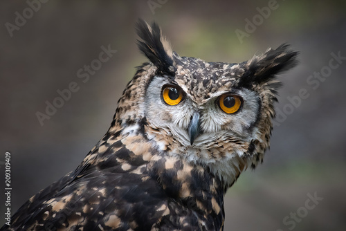 A very close up portrait of the head of a mackinder eagle owl staring intensely forward towards the camera with large orange eyes