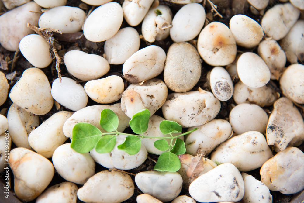 Green branch of moringa leaves on Gravel background Green branch of moringa leaves on Gravel background