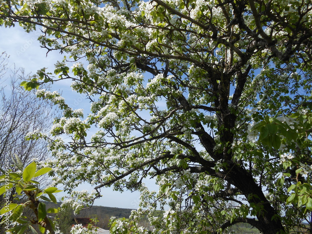 Fototapeta premium the pear in bloom and blue sky
