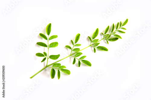 Green branch of moringa leaves  on  white  background