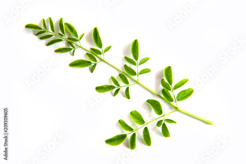 Green branch of moringa leaves on white background