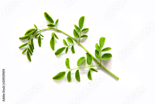 Green branch of moringa leaves  on  white  background