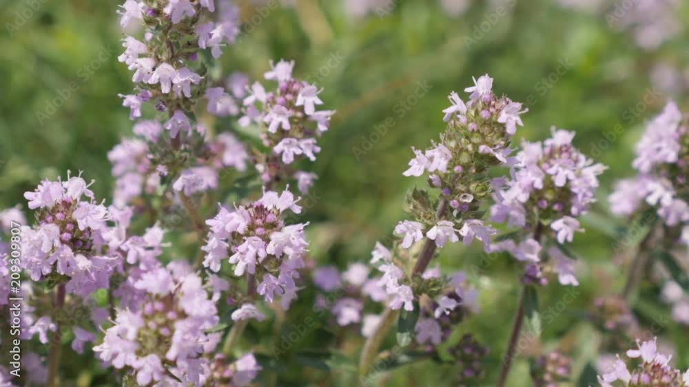 Healthy herbal plant Breckland thyme Thymus serpyllum 4K video Healthy herbal plant Breckland thyme Thymus serpyllum 4K video