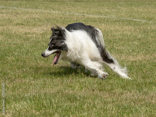 Border collie maakt een draai.