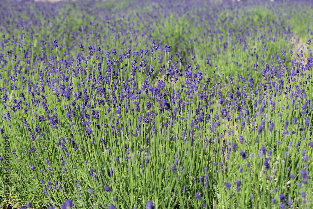Naklejka premium ラベンダー畑 富良野 北海道