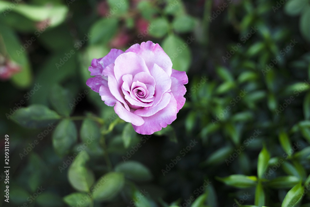 rose flower on green background