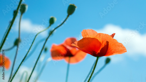 Beautiful bright red poppies with green grass and leaves in the background of blue sky and clouds. Close up of red poppy flowers in field. Few red flowers in the summer field.