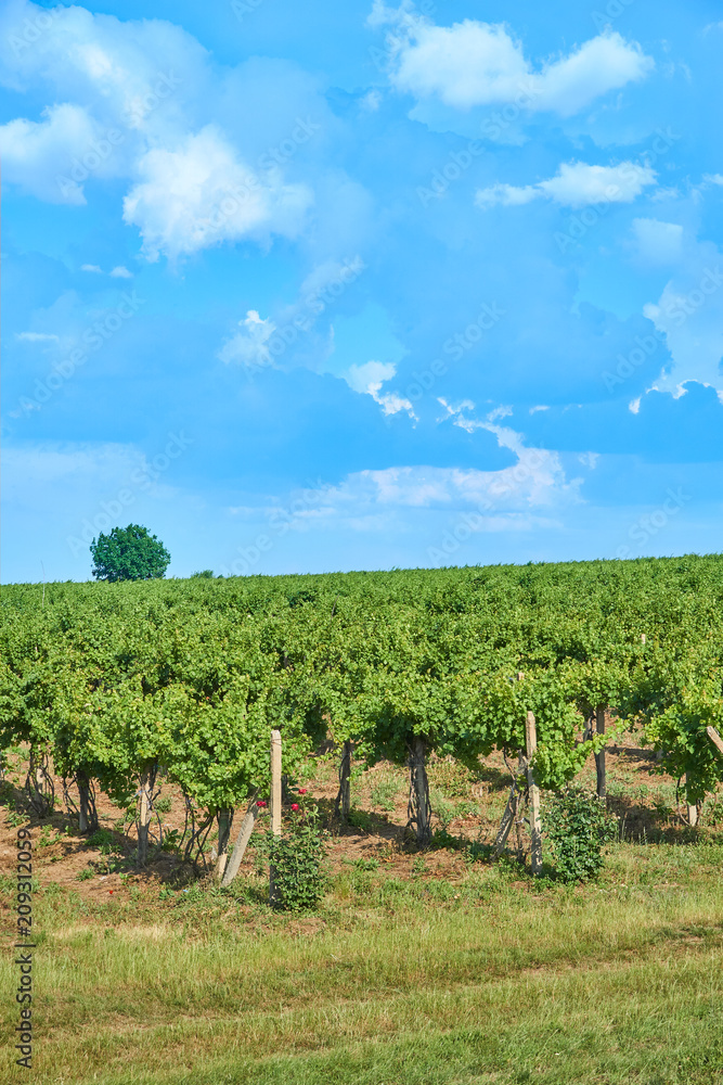Naklejka premium Vineyard and blue sky with clouds