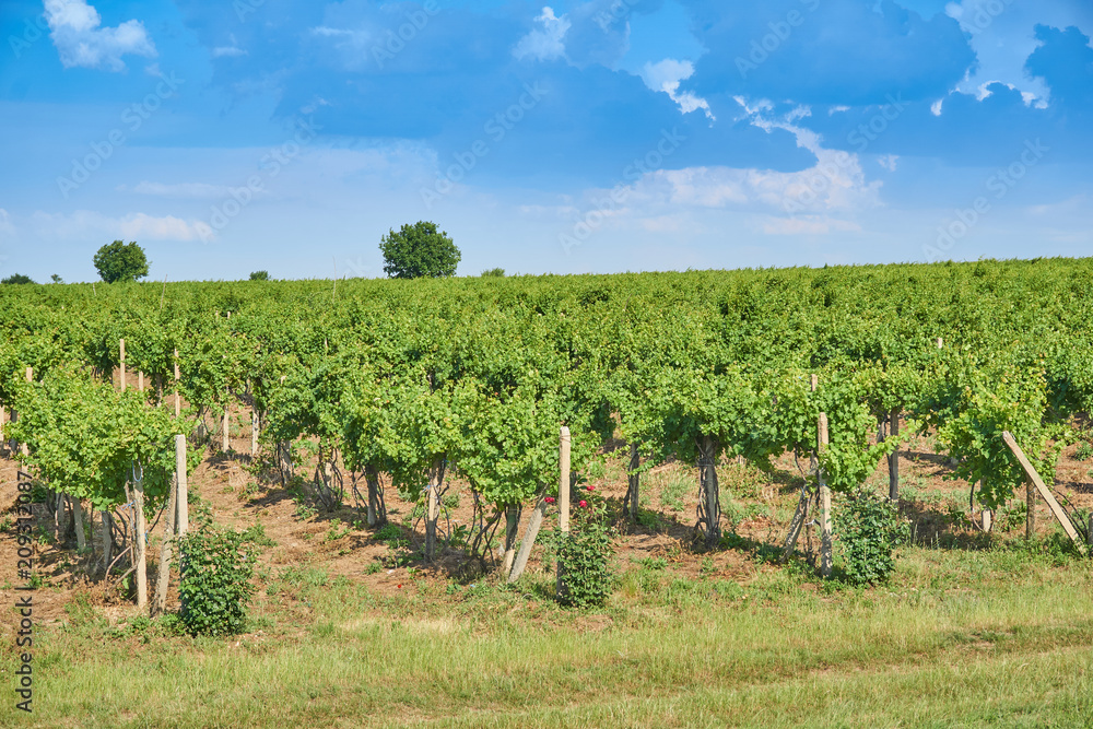 Obraz premium Vineyard and blue sky with clouds