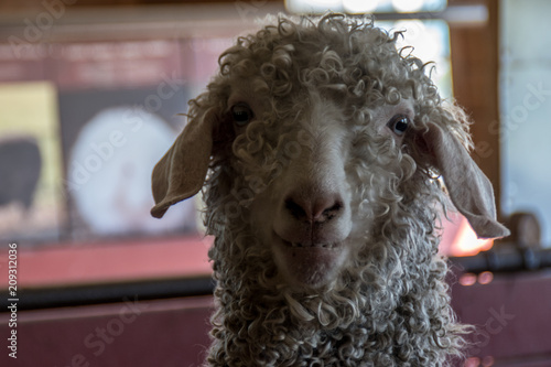 Photos chèvre mohair canadienne dans une chèvrerie