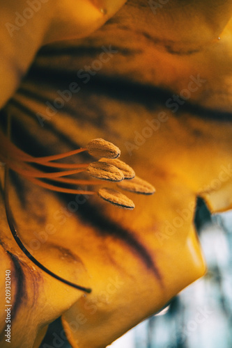 Macro of some pistils and stamen of a yellow flower of solandra maxima