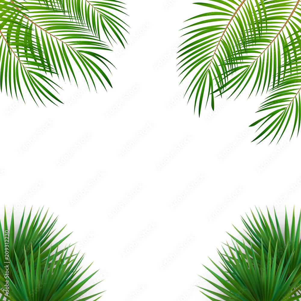 Colorful naturalistic frame from the leaf of the Libistones of Chinese (Southern palm). Vector Illustration.