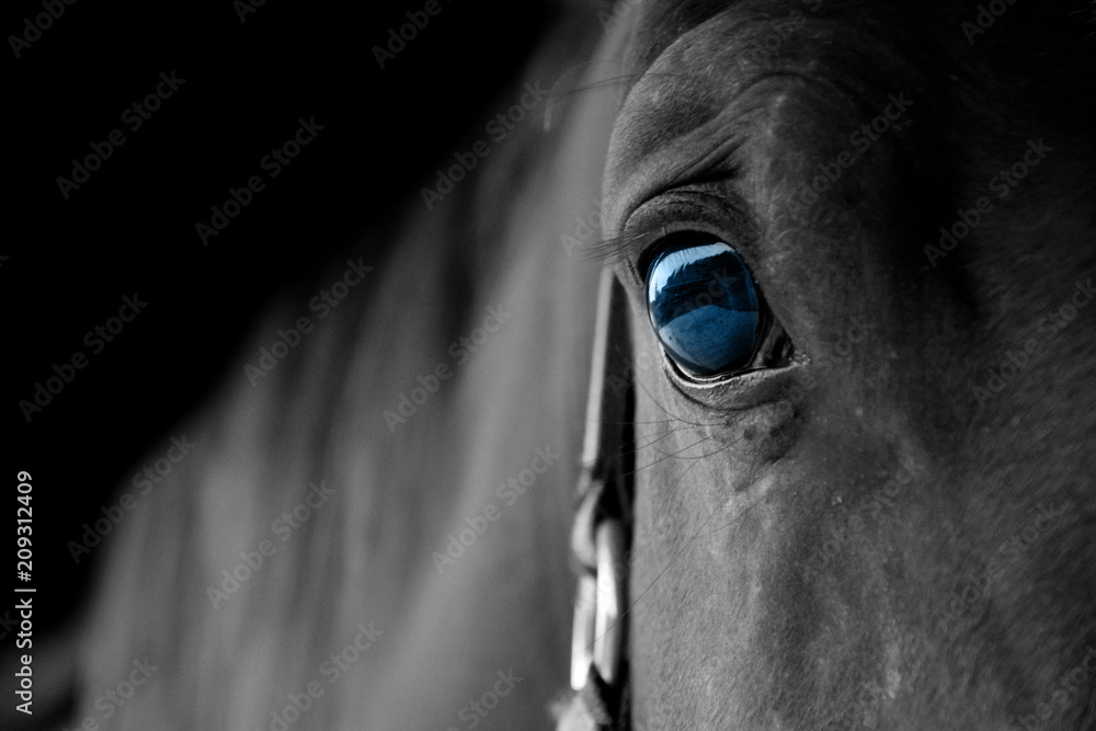 Fototapeta niesamowity koń z pięknymi niebieskimi oczami