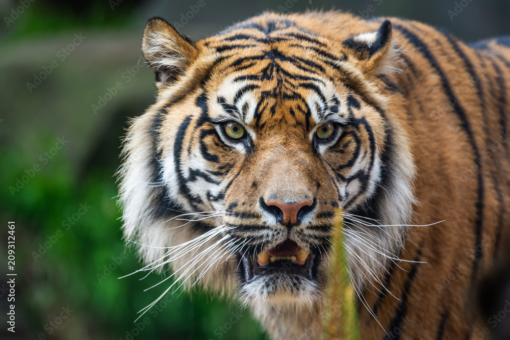 Naklejka premium Male sumatran tiger in front of a rocky background