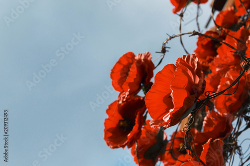 decorative red poppies among barbed wire as a symbol of war victims.