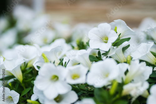 Fototapeta Naklejka Na Ścianę i Meble -  Leptokarya, Greece - June 09, 2018: Beautiful white flowers plants Petunia 