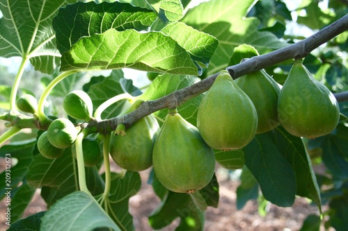 Fresh green figs on a branch of fig tree with green leaves
