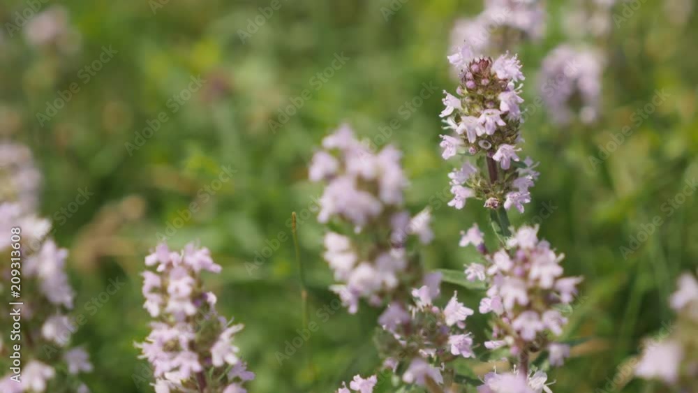 Breckland thyme Thymus serpyllum shallow DOF video Breckland thyme Thymus serpyllum shallow DOF video