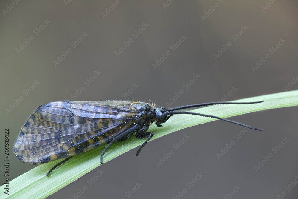 Caddisfly, also called sedge-fly and rail-fly