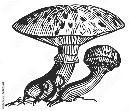 Mushroom - fungi #vector #isolated - Pilz