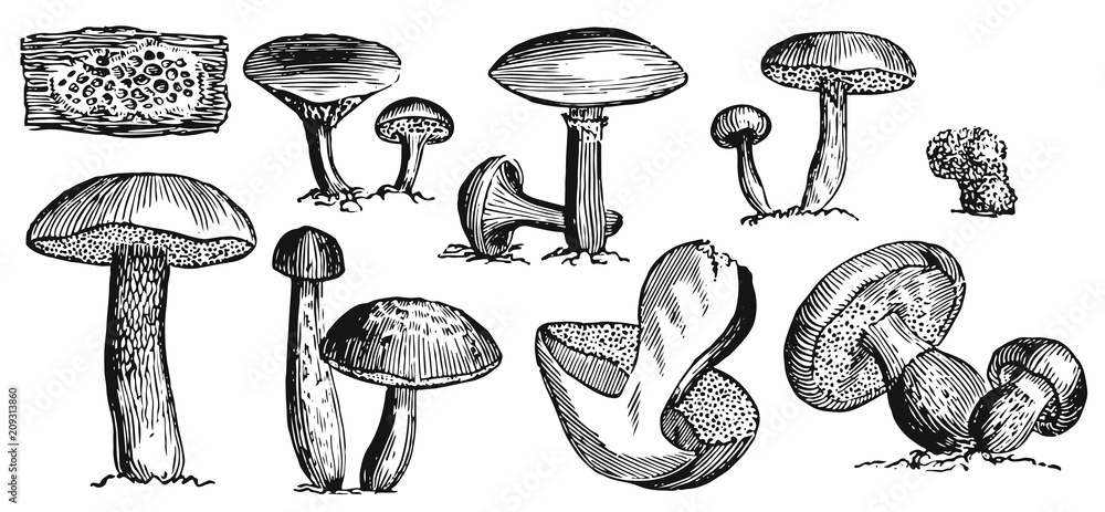 Mushrooms Set - fungi #vector #isolated - Pilze Set Mushrooms Set - fungi #vector #isolated - Pilze Set