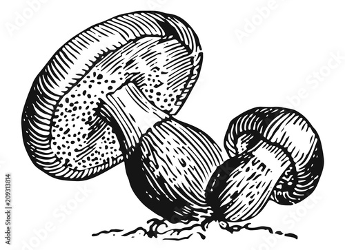 Mushroom - fungi #vector #isolated - Pilz