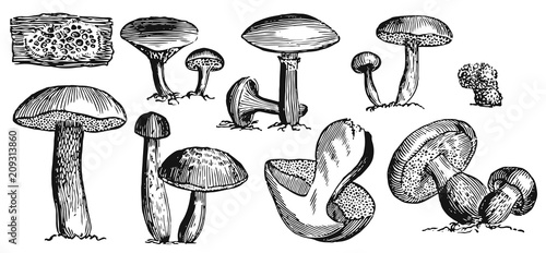 Mushrooms Set - fungi #vector #isolated - Pilze Set