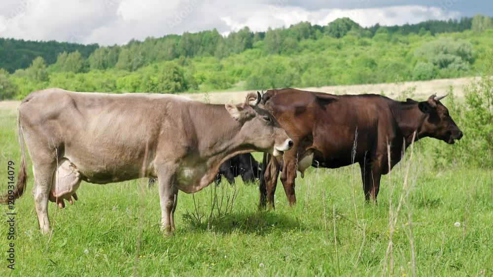 Cows grazing on pastures Cows grazing on pastures