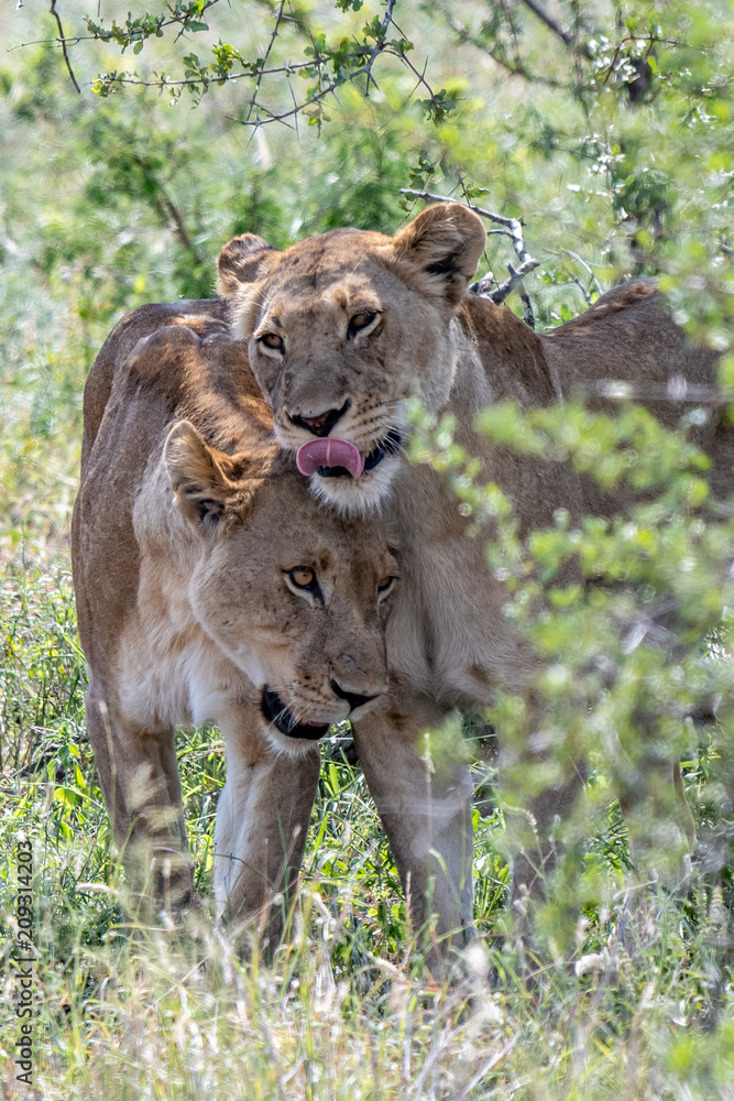 Obraz premium 2 Lionesses greeting