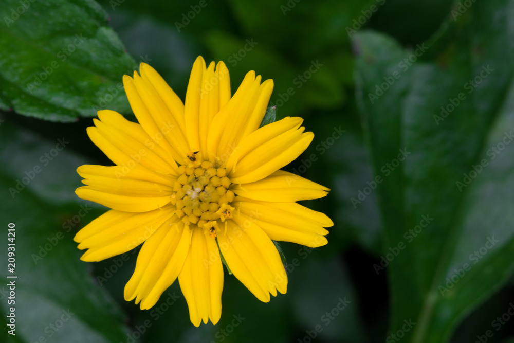 Close-up Yellow flower Bloom in the morning on green background with copy space Close-up Yellow flower Bloom in the morning on green background with copy space