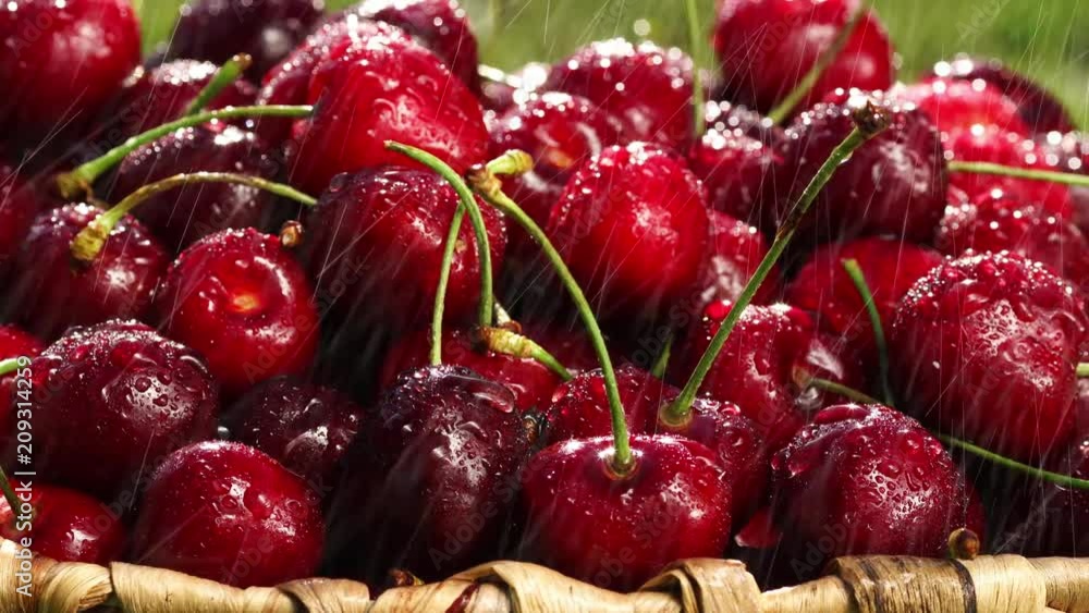 sweet fresh cherries with dew drops, 4k sweet fresh cherries with dew drops, 4k