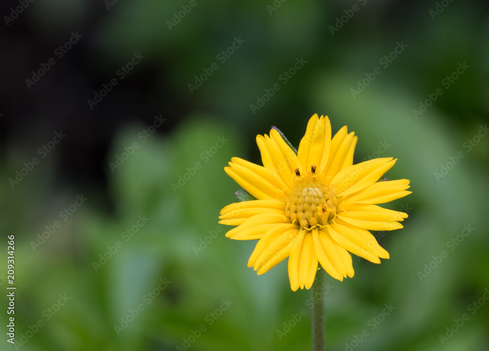 Close-up Yellow flower Bloom in the morning on green background with copy space Close-up Yellow flower Bloom in the morning on green background with copy space
