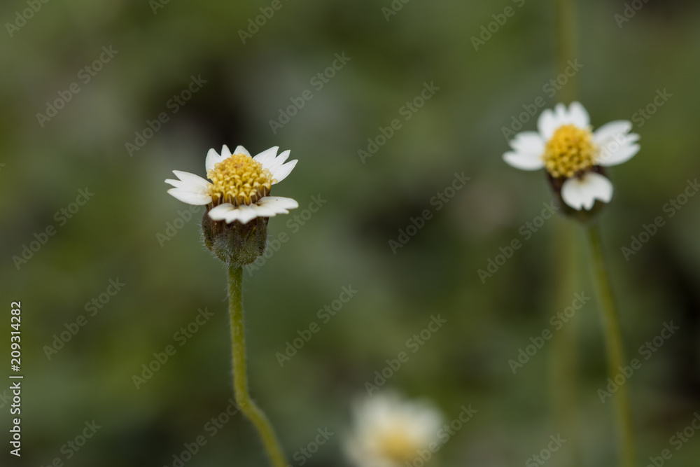 close-up Spanish needle' white flowers on green background close-up Spanish needle' white flowers on green background