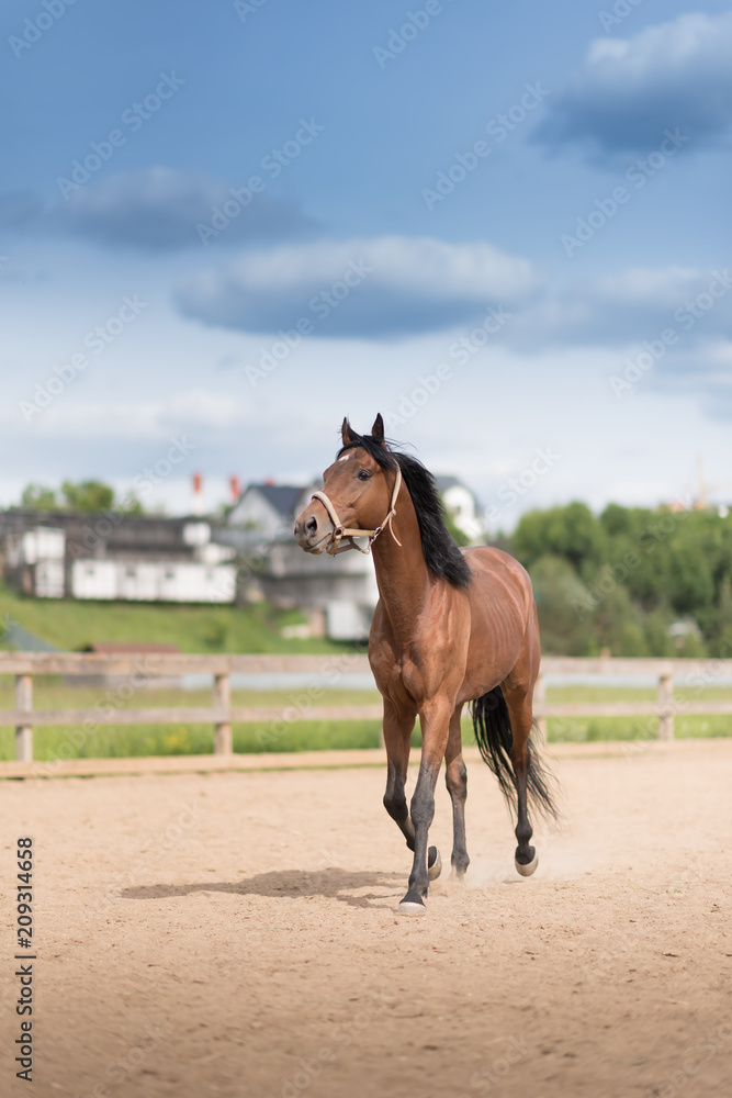 young racing horse at the corral under the blue sky young racing horse at the corral under the blue sky