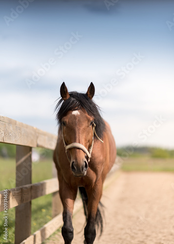 young racing horse at the corral under the blue sky
