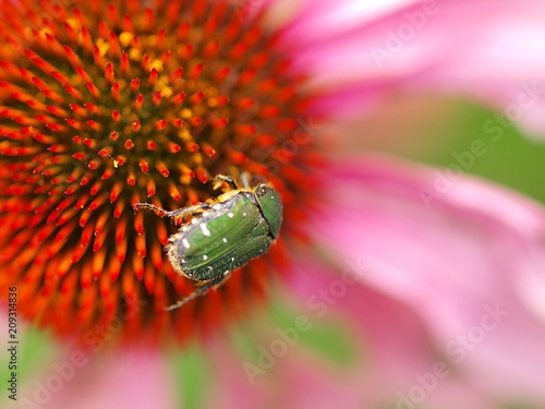 エキナケアの花とハナムグリ photo