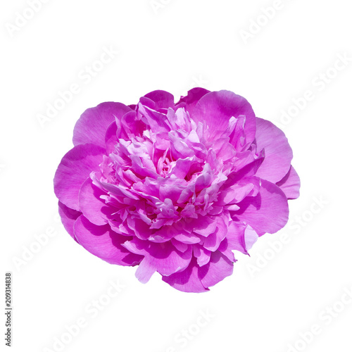 Flower head isolated