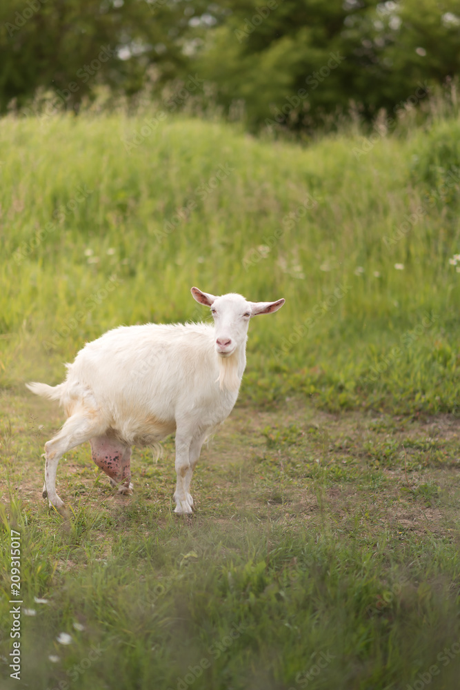 Close up of the goat with bunch of green lush grass and white daisies on the summer meadow Close up of the goat with bunch of green lush grass and white daisies on the summer meadow