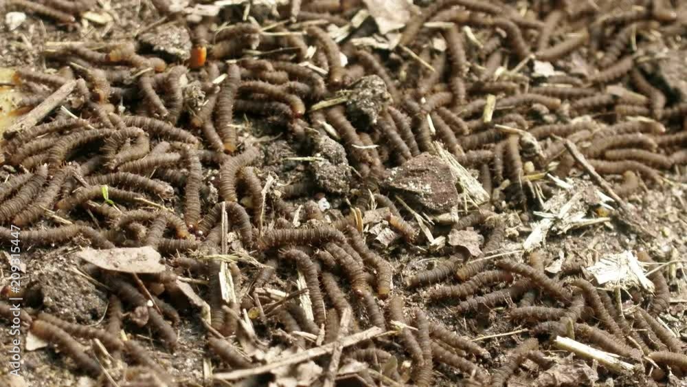 A lot of swarming worms in ground. Grave worms, death worm (And they