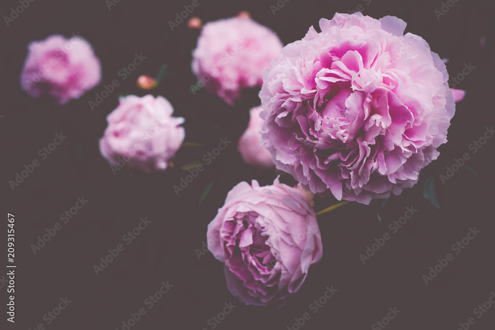 Peonies With Copy Space Peonies With Copy Space