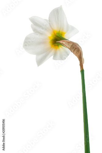 Fototapeta Naklejka Na Ścianę i Meble -  Narcissus spring flower on white