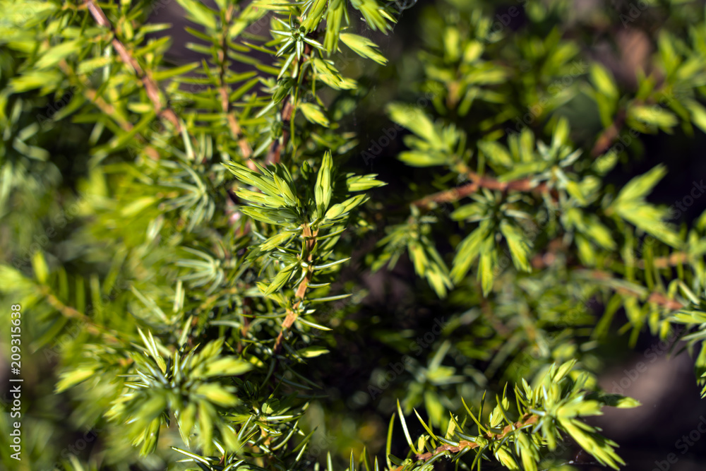 Fototapeta premium Young spruce
